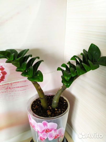 Замиокулькас фикус сансевьерия толстянка