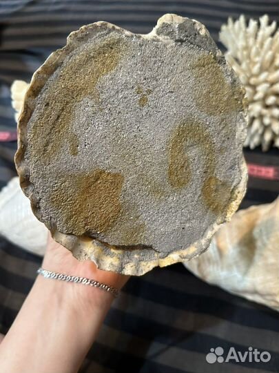 Большие морские раковины и кораллы