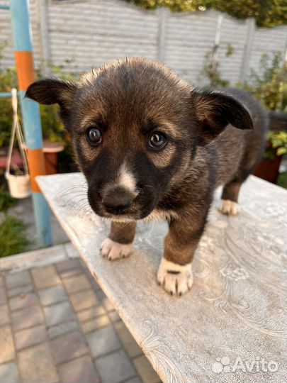 Щенки сибирской хаски