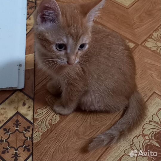 Котята в добрые руки даром