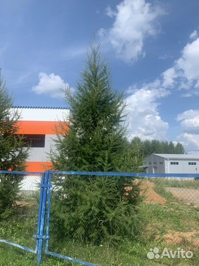 Лиственница