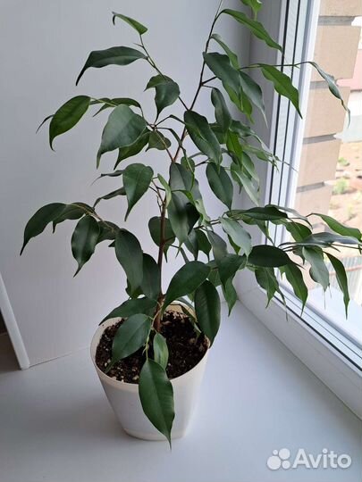 Фикусы разных сортов