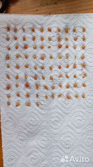 Помидор Японский карлик семена