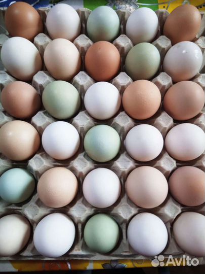 Яйцо инкубационное,Цыплята смешанных пород