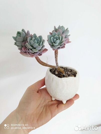 Суккуленты 2