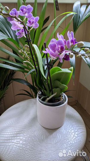 Орхидея Violet Queen (Мультифлора)