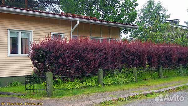 Живая изгородь