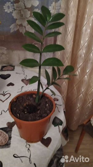 Замиокулькас