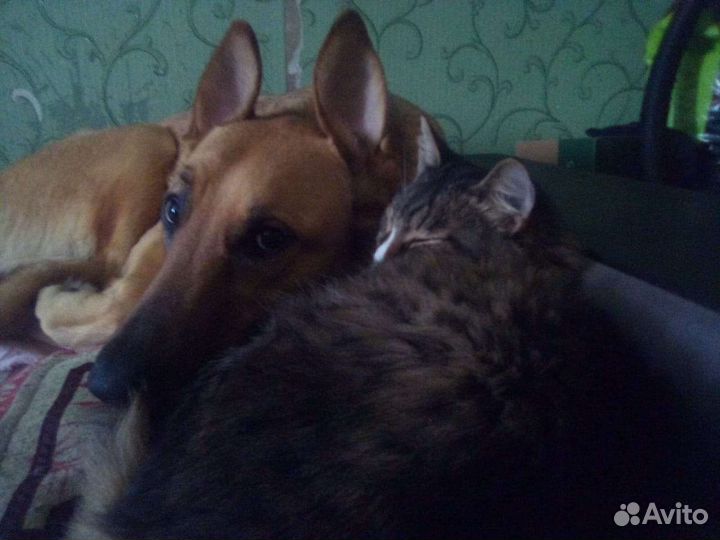 Собака добрые руки