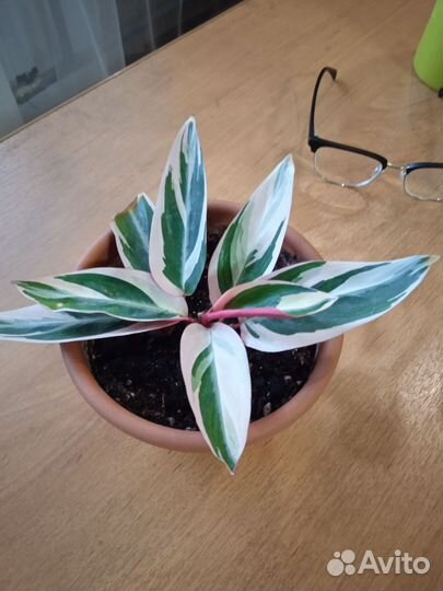 Строманта триколор