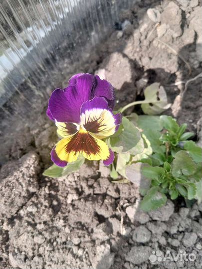 Анютины глазки, виола