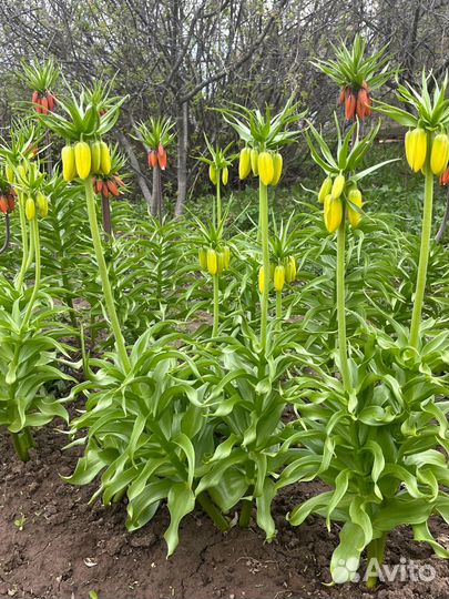 Рябчик императорский, многолетние растения