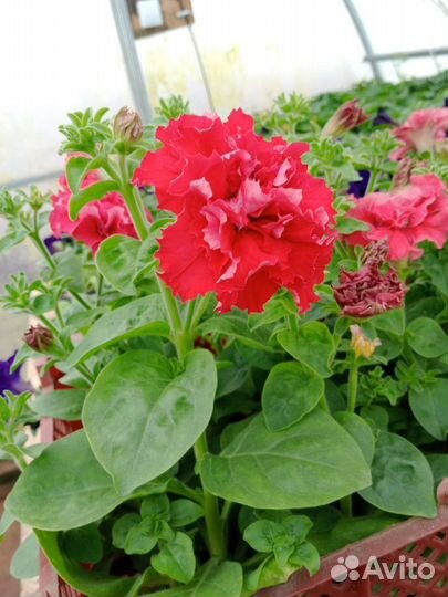 Рассада цветов и овощей