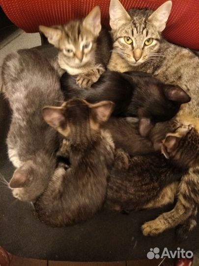 Котята в добрые руки