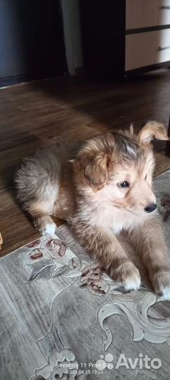 Щенок ищет дом