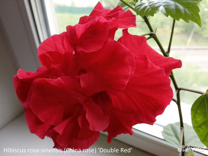 Гибискус китайский классические формы