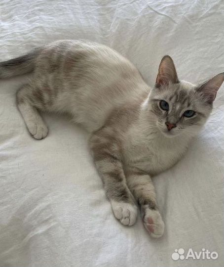 Передержка животных