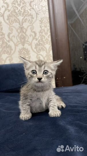 Котенок в добрые руки