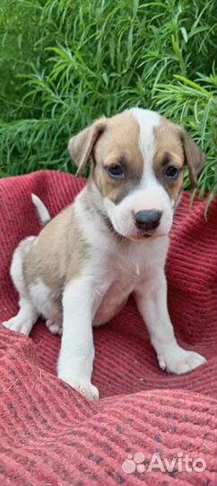 Щенки питбуля