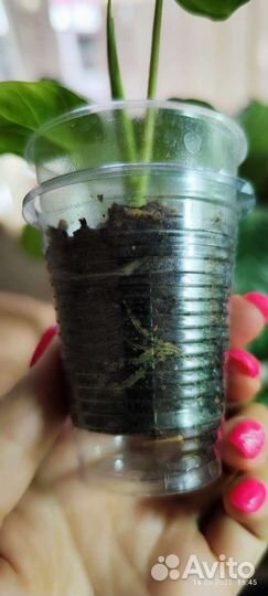 Филодендрон Веррукозум