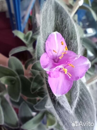 Традесканция силламонтана