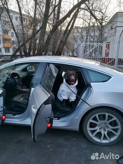 Комбинезон для собак (Унисекс)