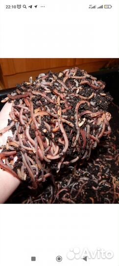 Черви для рыбалки дендробена