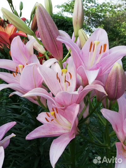 Лилии луковицы