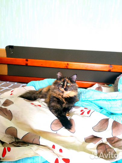 Домашняя передержка приют зоогостиница для кошек