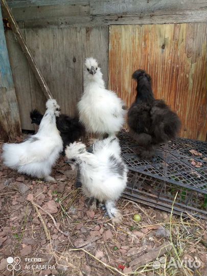 Китайские шелковые