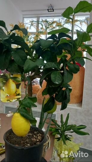 Домашнее растение лимон