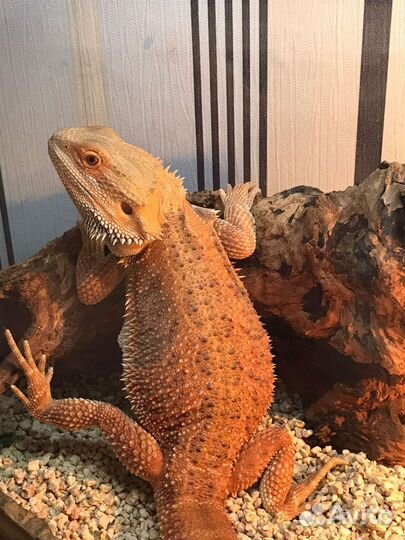 Бородатая агама