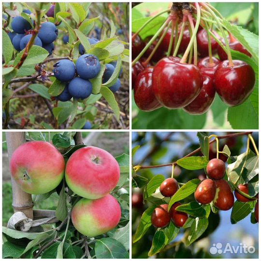 Саженцы плодовых деревьев