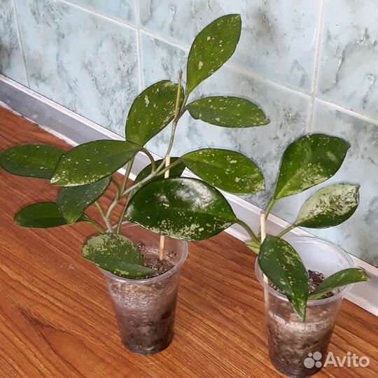 Сансевиерия Хойя