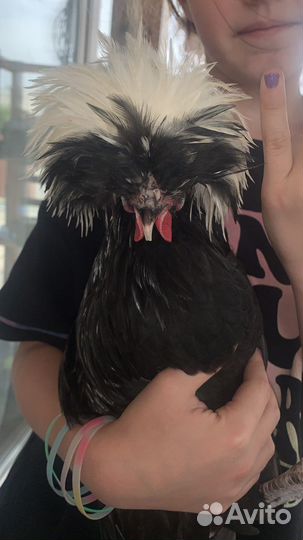 Молодой петух голладский белохохлый