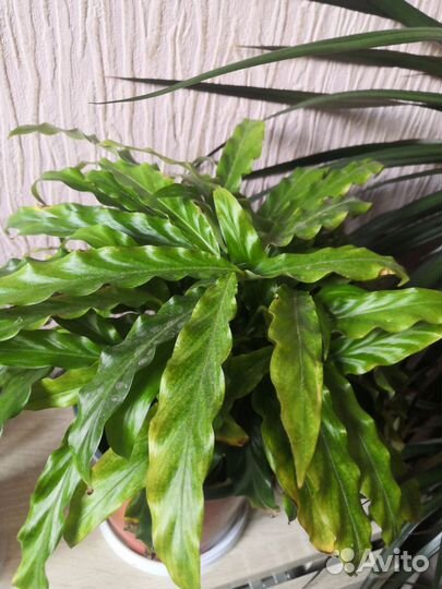 Калатея Руфибарба, Гузмания, Ктенанта