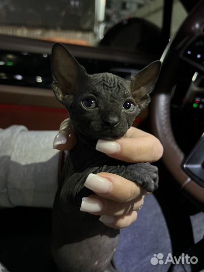 Канадский сфинкс