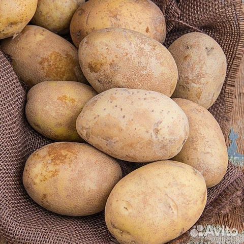 Голландские сорта картофеля фото и описание
