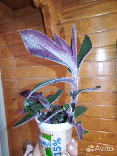 Традесканция