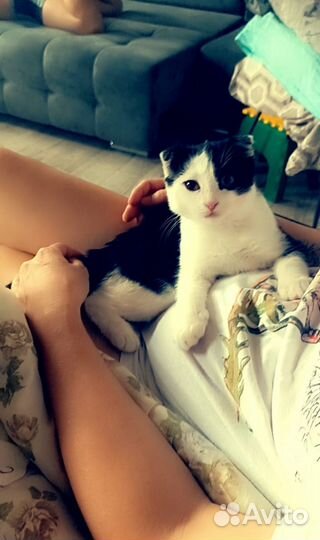 Кошка