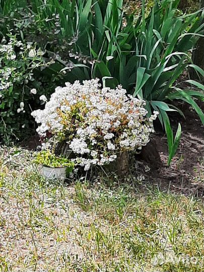 Очиток Белый мелкоцветковый