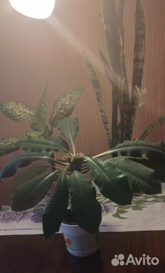 Комнатные цветы