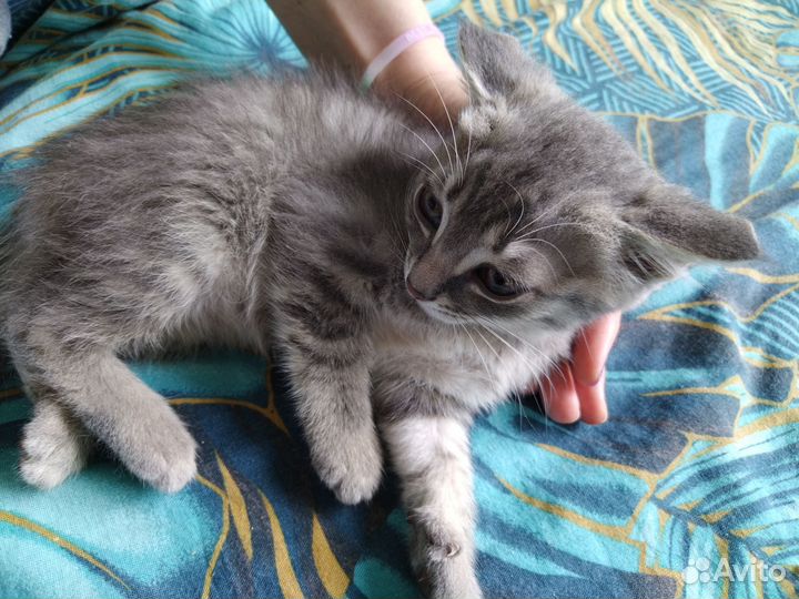 Котенок пепельного окраса