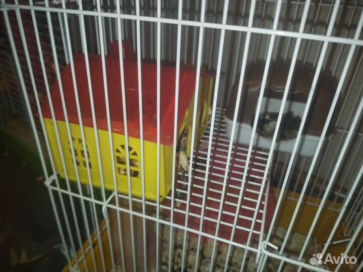 Хомяк с клеткой