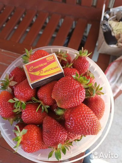 Кассетная рассада клубники лучших сортов