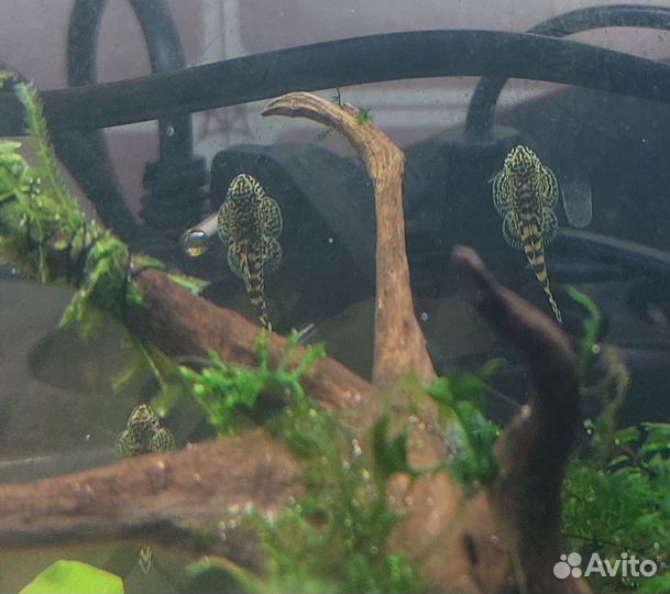 Севильи, Голубоглазки, Пигмеи, папоротники