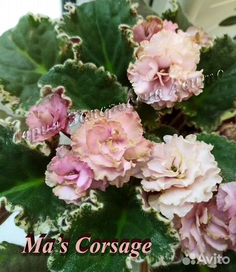 Фиалки сортовые, детки: поштучно или набором