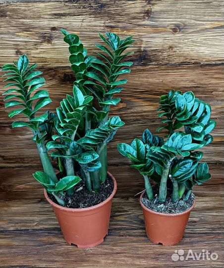 Замиакулькас Зензи