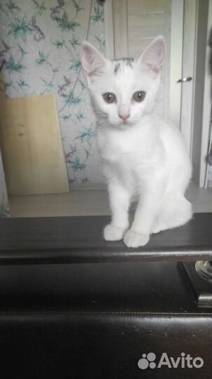 Обычные котята