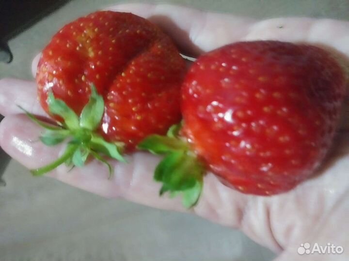 Рассада (усы) клубники